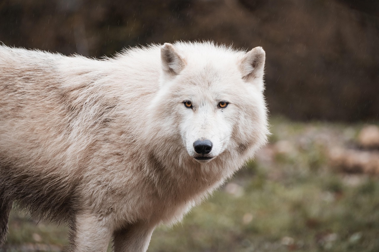 Dire Wolf